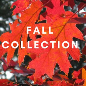 FALL COLLECTION